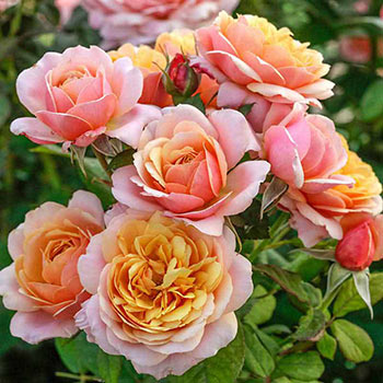 State of Grace™ Grandiflora Rose