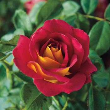 Ketchup & Mustard™ Floribunda Rose