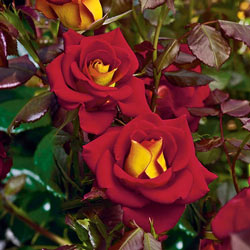 Ketchup & Mustard™ Floribunda Rose