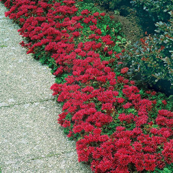 Dragon's Blood Sedum