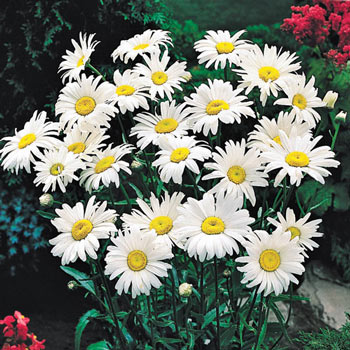 Shasta Daisy