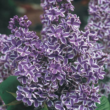 Sensation Lilac