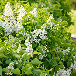 Snowy Beach Party™ Lilac Hedge