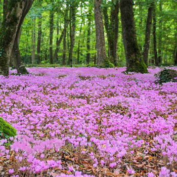 Hardy Cyclamen Hederifolium