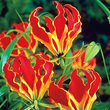 Gloriosa Lily