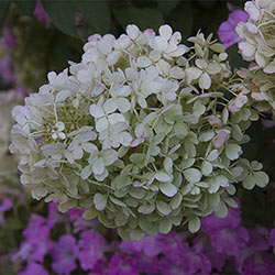 Bobo® Hydrangea