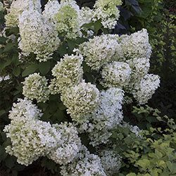 Bobo® Hydrangea