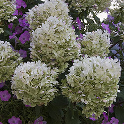 Bobo® Hydrangea