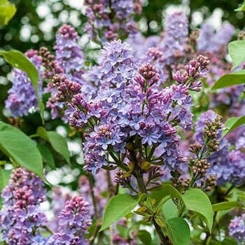 Yankee Doodle Lilac