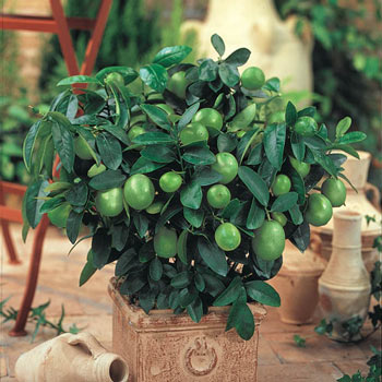 Key Lime Citrus Tree