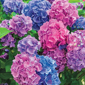 L.A. Dreamin'® Hydrangea