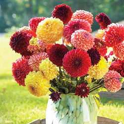 Pompon Dahlia Mix