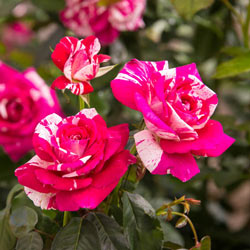 Neil Diamond Hybrid Tea Rose