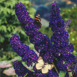 3-In-1 Butterfly Bush