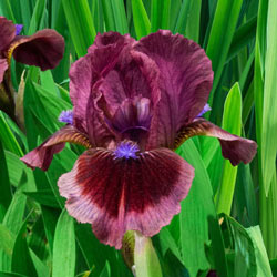 Cat's Eye KickStart™ Miniature German Iris