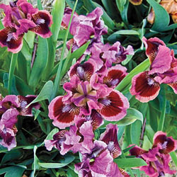 Cat's Eye KickStart™ Miniature German Iris