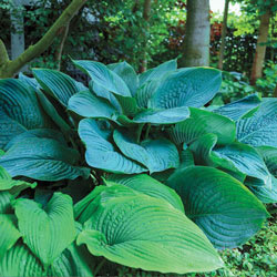 Empress Wu Giant Hosta