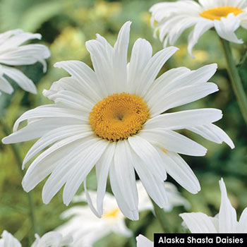 Alaska Shasta Daisy