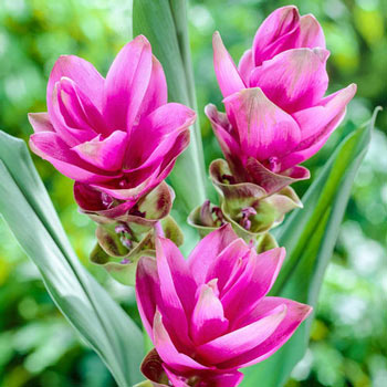 Pink Siam Tulip