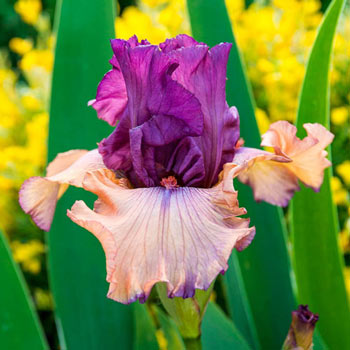 Finishing School German Iris