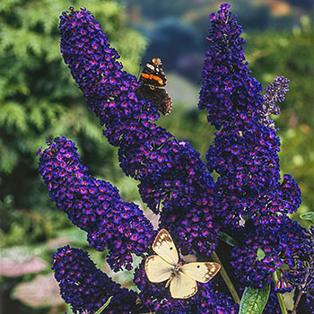 Black Knight Butterfly Bush