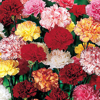 Hardy Mixed Carnations