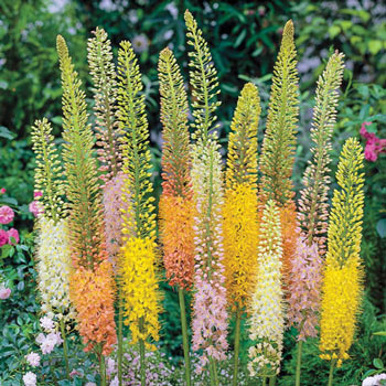 Foxtail Lily Mix