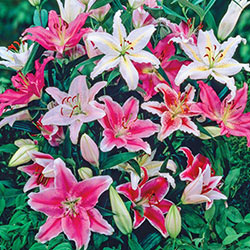 Oriental Border Lilies Mix