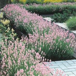 Pink English Lavender