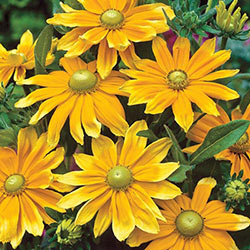 Prairie Sun Rudbeckia