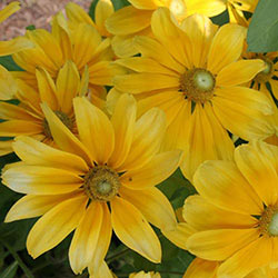 Prairie Sun Rudbeckia