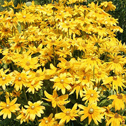 Prairie Sun Rudbeckia