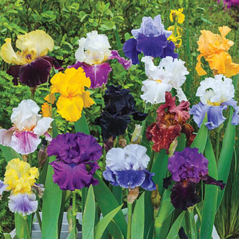 Reblooming German Iris Mix