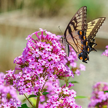 Jeana Tall Phlox 