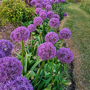 Gladiator Allium