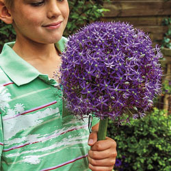 A child holding a bouquet of Gladiator allium