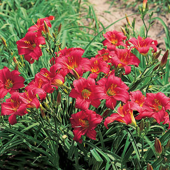 Little Business Dwarf Daylily