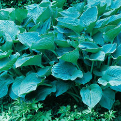 Colossal Blue Hosta