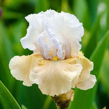 Champagne Elegance KickStart™ Reblooming Iris