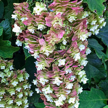 Snowcicle Oakleaf Hydrangea