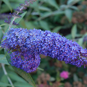 Blue Butterfly Bush