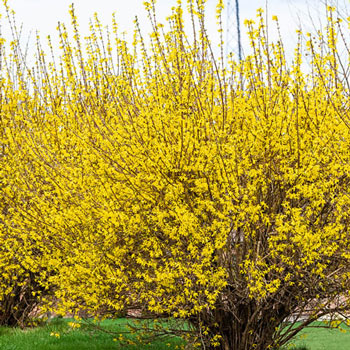 Lynwood Gold Forsythia Hedge