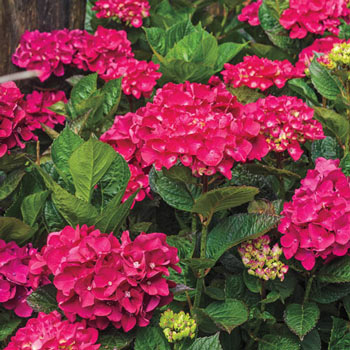 Glowing Embers Hydrangea