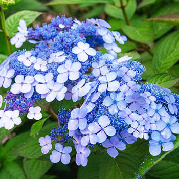 Tellers Blue Hydrangea