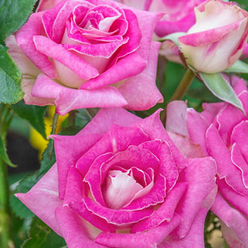 Painted Porcelain™ Hybrid Tea Rose