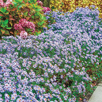 Woods Blue Aster