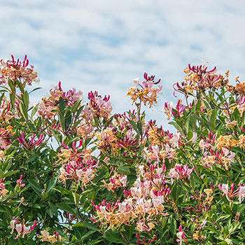 Fragrant Cloud Honeysuckle