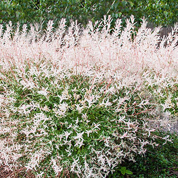 Dappled Willow Hedge