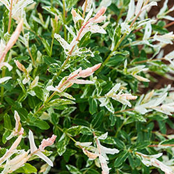 Dappled Willow Hedge