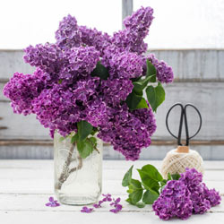 Old-Fashioned Lilac Hedge